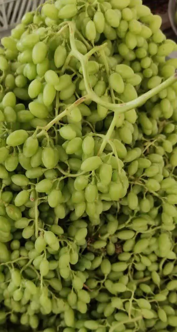 غوره بیدانه اون هم این فصل😳
