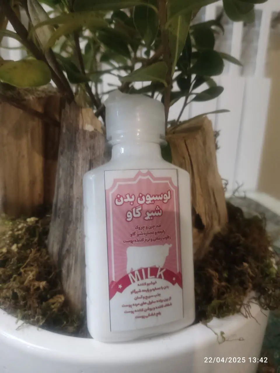 لوسین بدن شیرگاو
