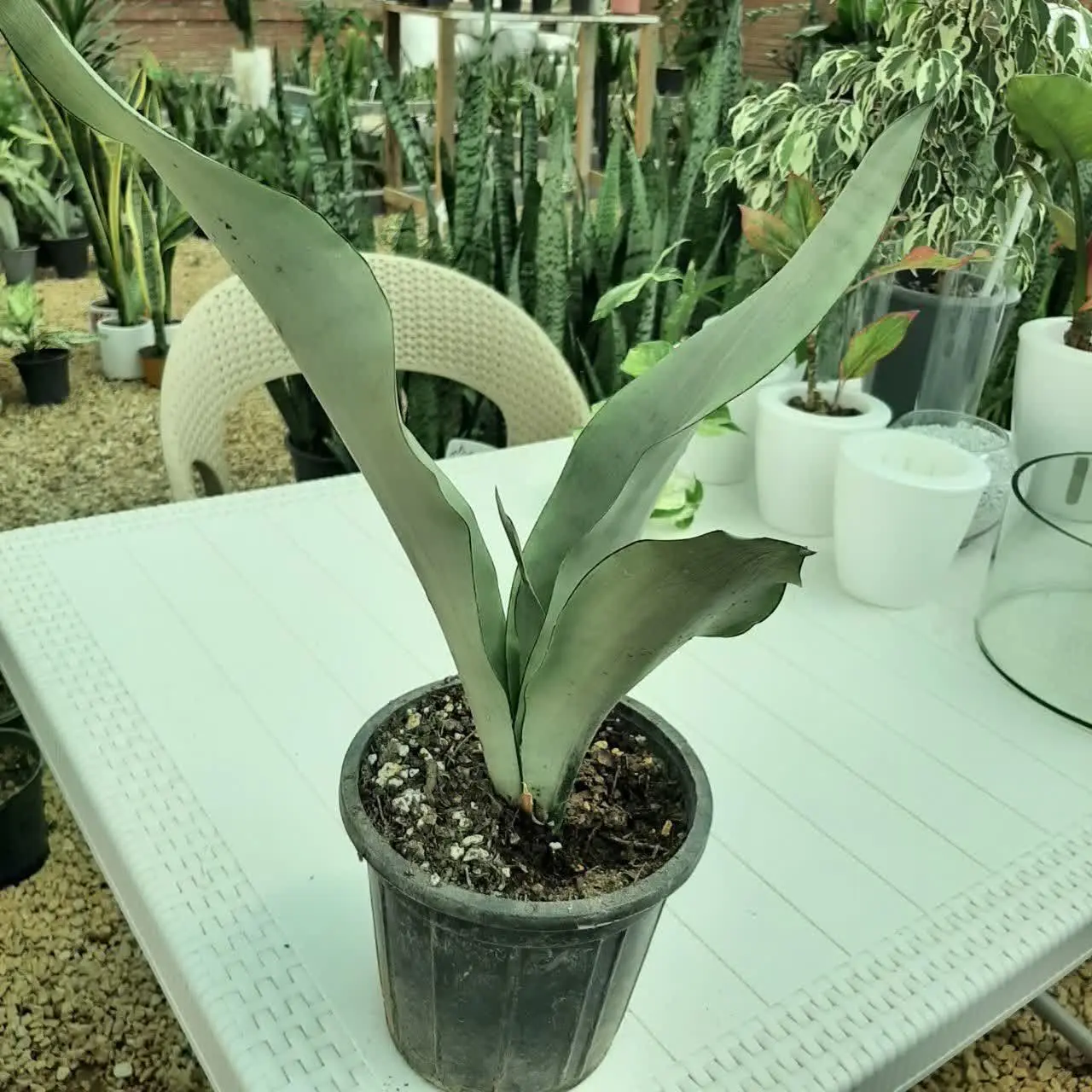 🌿🌿🌿🌿🌿🌿🌿🌿🌿🌿🌿🌿🌿🌿🌿🌿🌿🌿🌿🌿🌿🌿🌿🌿🌿🌿
