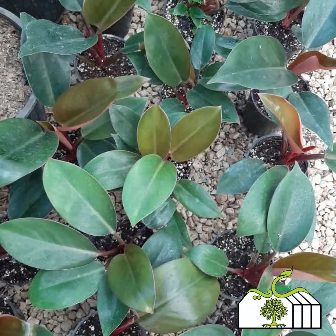 نام گل: فیلودندرون رد کنگو
