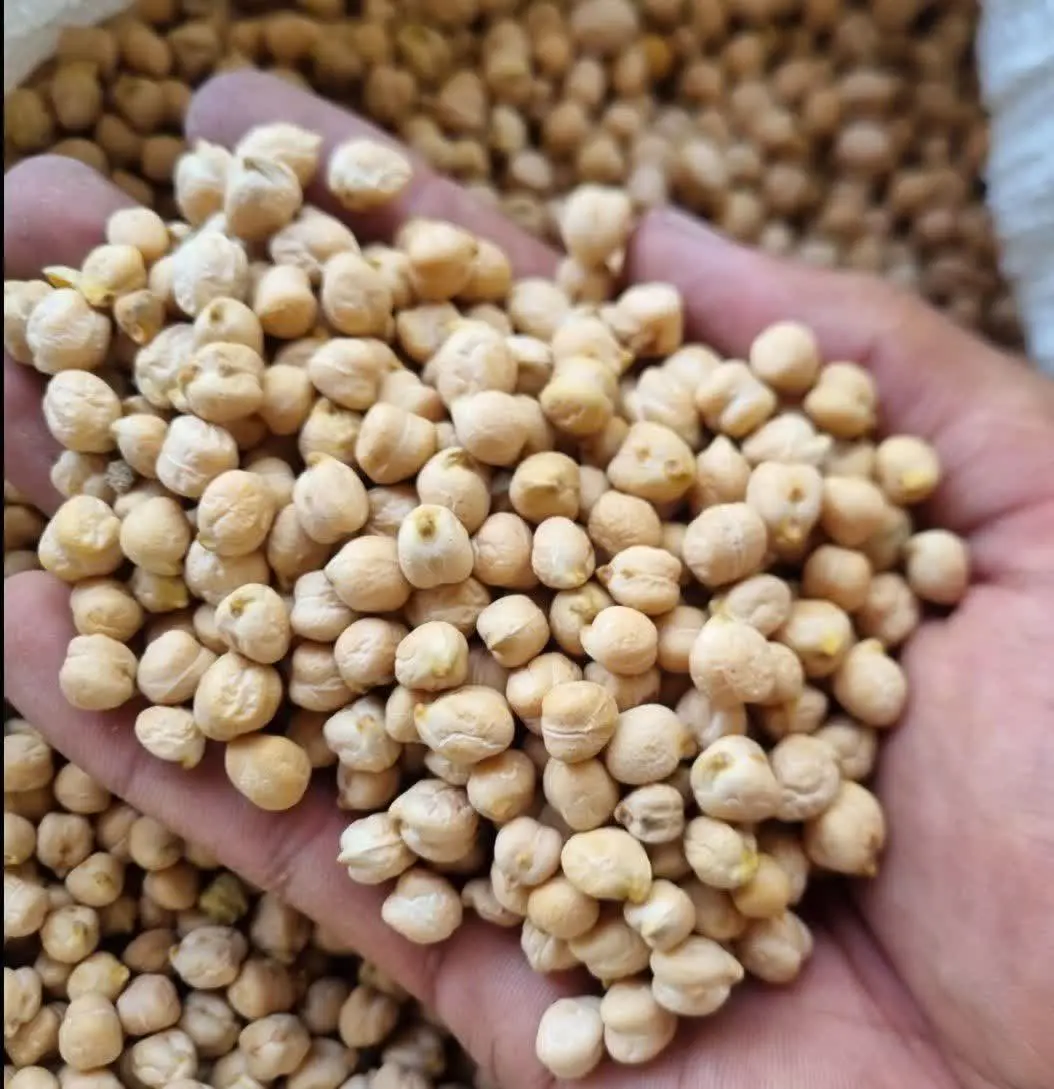 نخود دیم درشت
