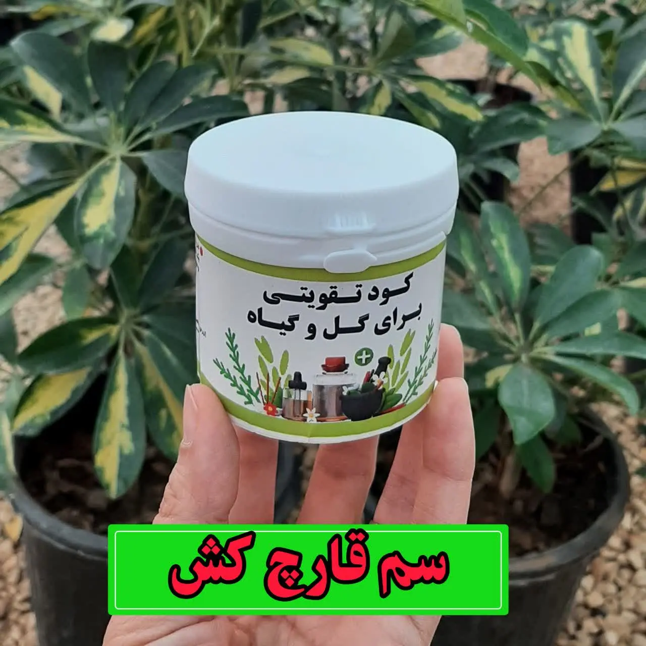 📌سم قارچ کش: 
