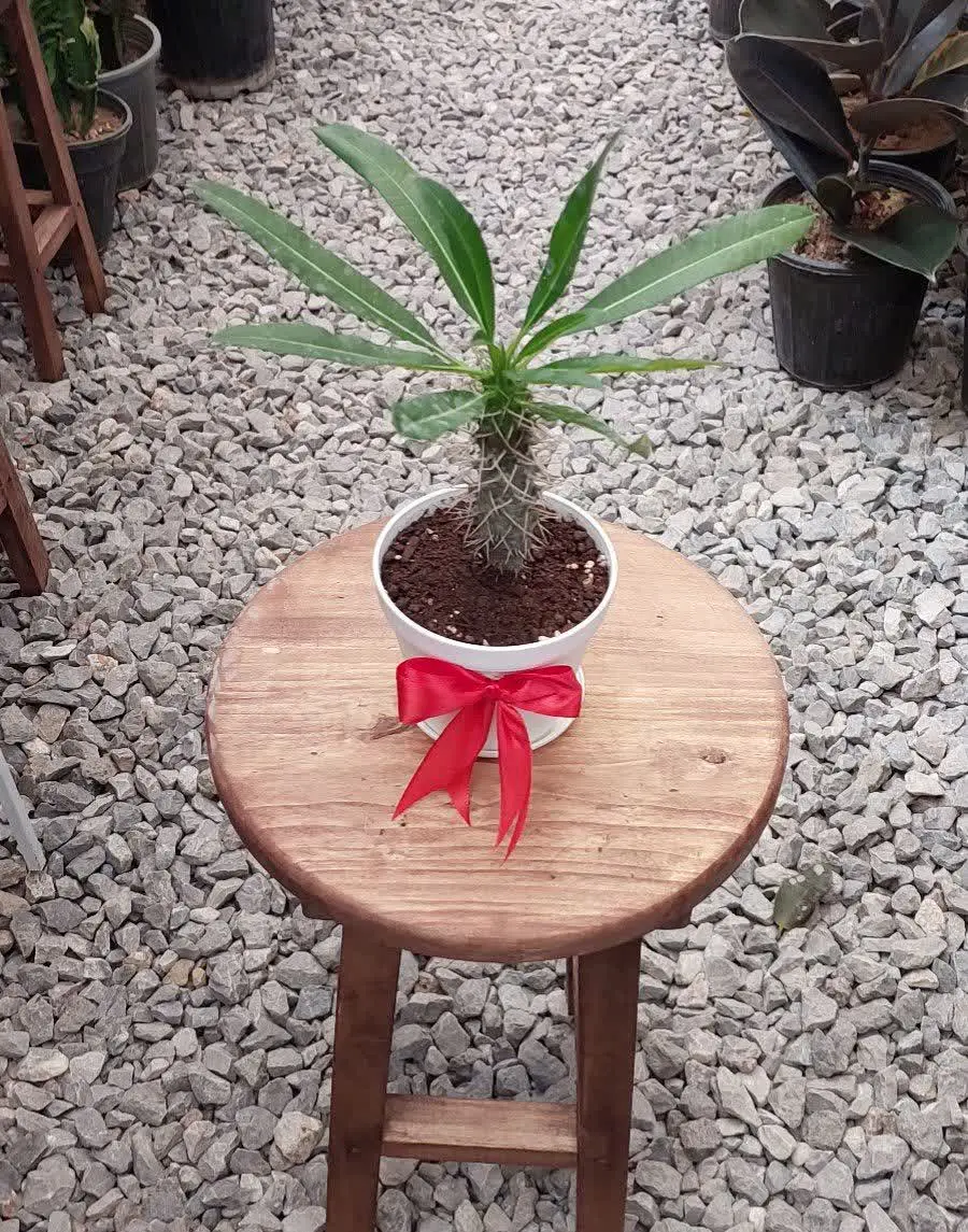 نخل ماداگاسکار😍😍😍
