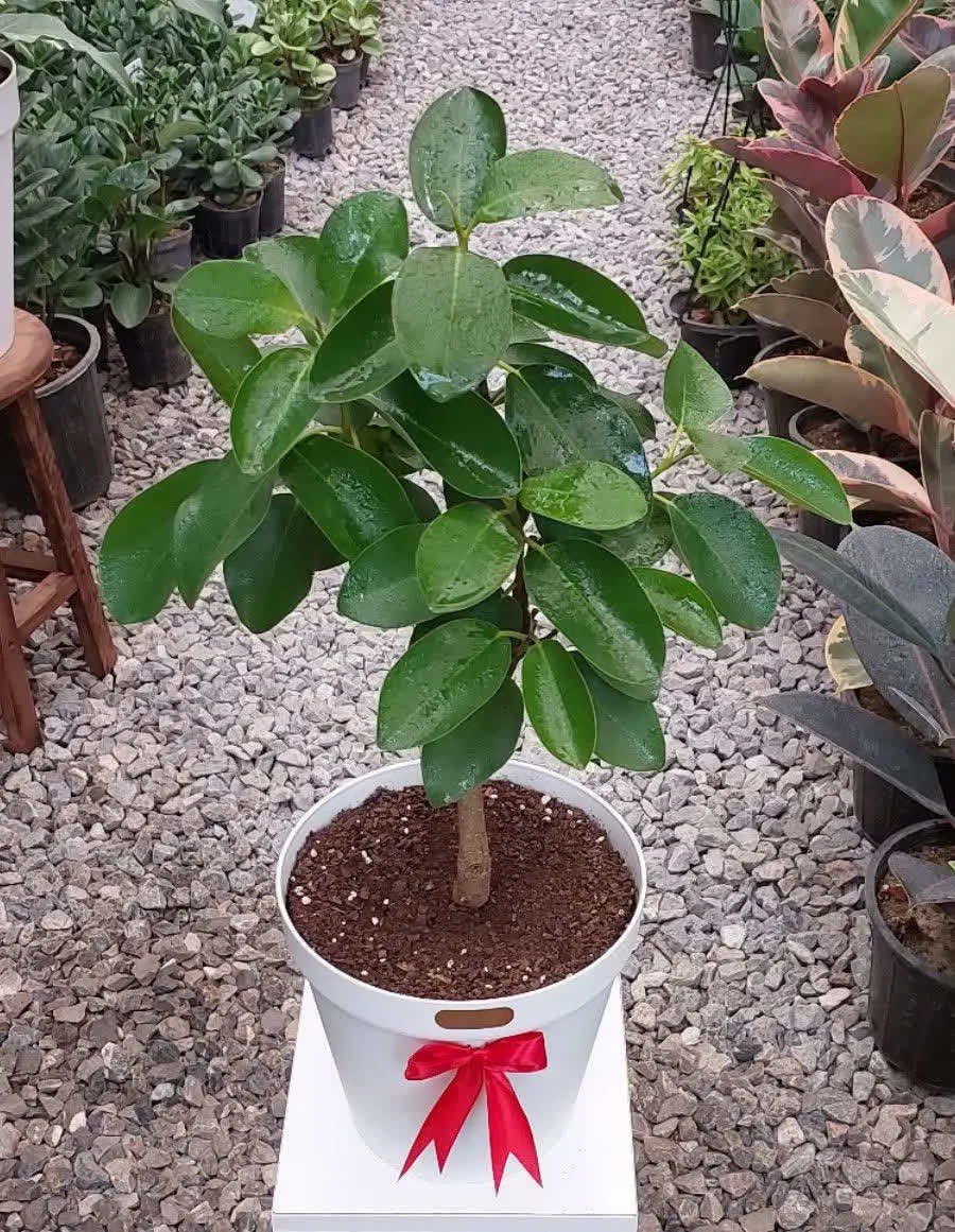 تنه قطور و کیفیت بالا ✅️
