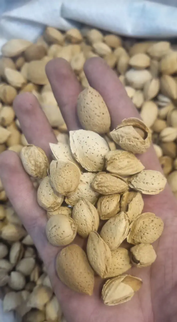 بادام کاغذی ایرانی
