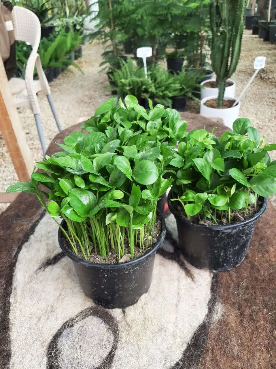 سبزه نارنج عید هم رسید 
