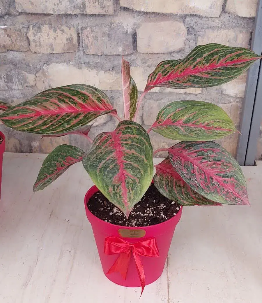 این دیگه محشره😍😍😍😍
