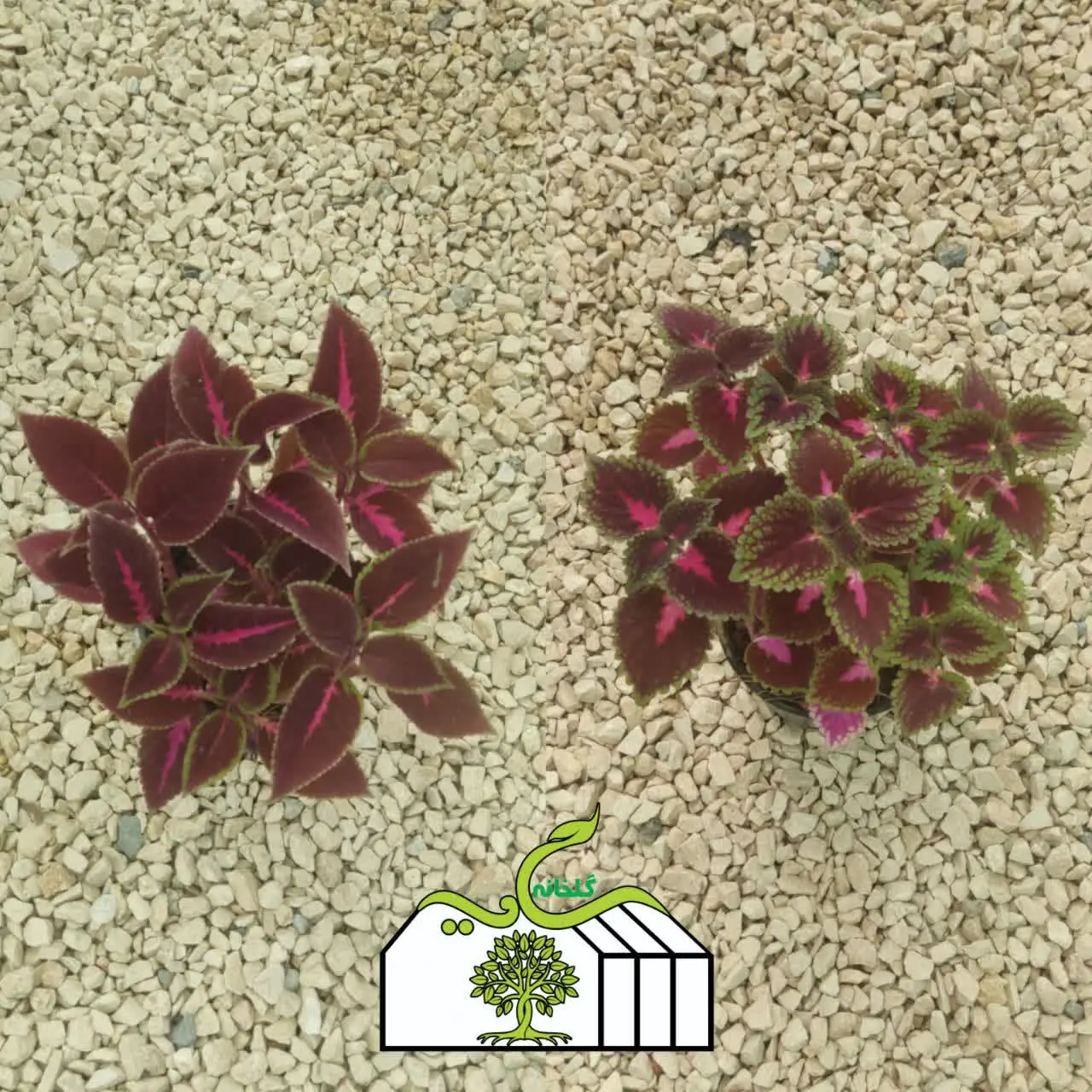 گل حسن یوسف 🌷
