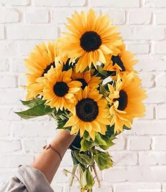 #تیشرت_آفتابگردون
