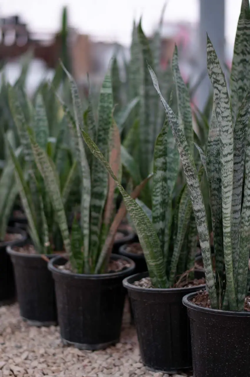 🌿🌿🌿🌿🌿🌿🌿🌿🌿🌿🌿🌿🌿🌿🌿🌿🌿🌿🌿🌿🌿🌿🌿🌿🌿🌿
