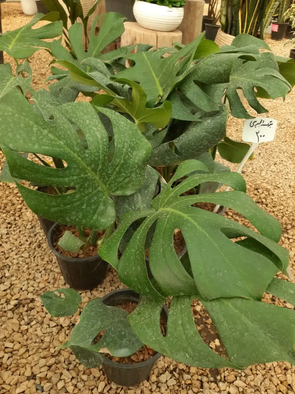 برگ انجیری مونسترا
