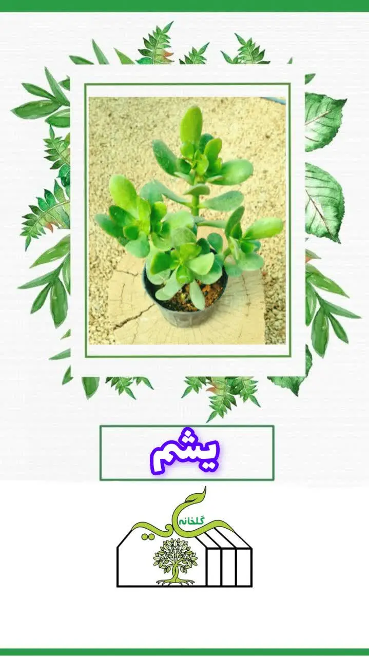 📌اسم گل: یشم (کراسولا) 
