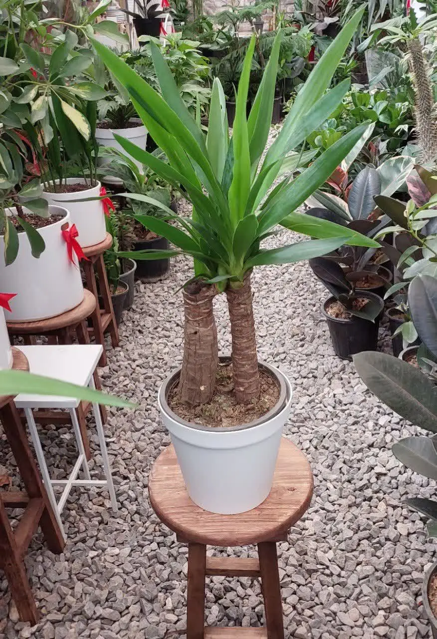 یوکا 😍😍😍
