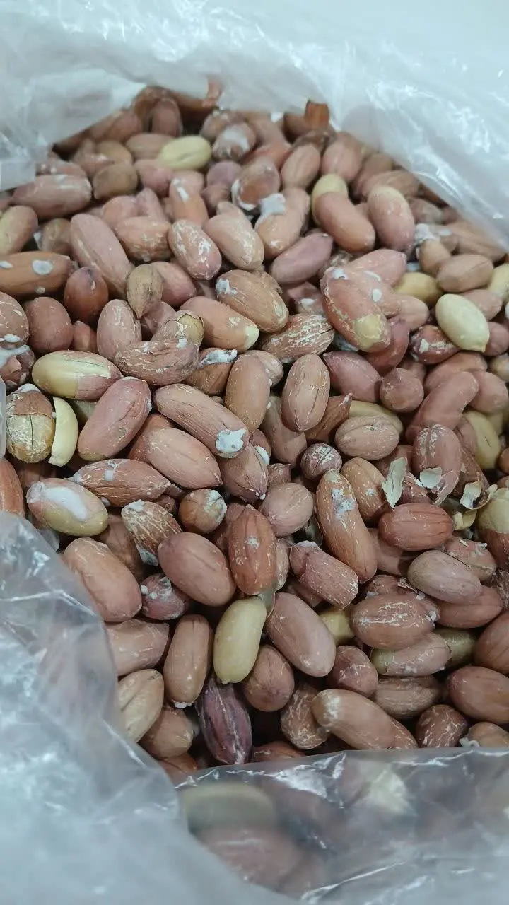 بادوم زمینی
