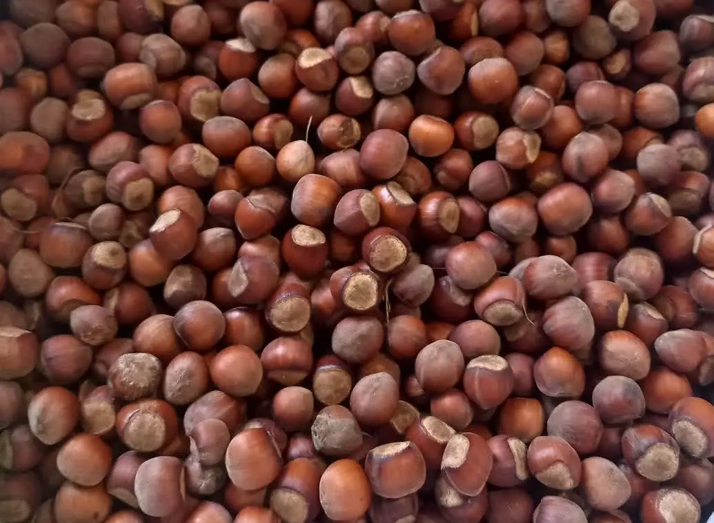 فندق خام اشکورات رودسر
