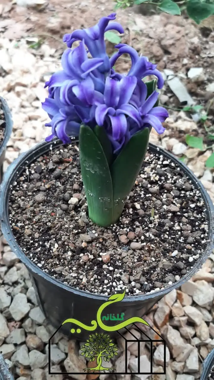 گل بسیار زیبای سنبل 
