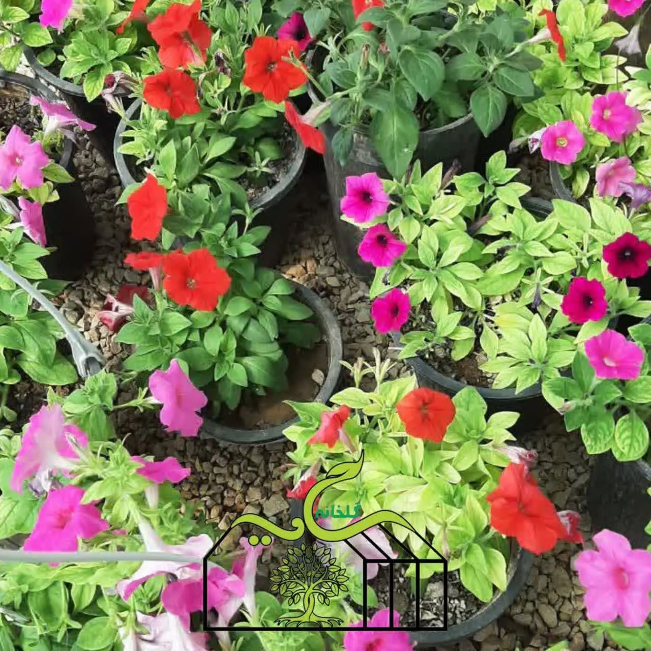 گل اطلسی با گل‌های رنگی
