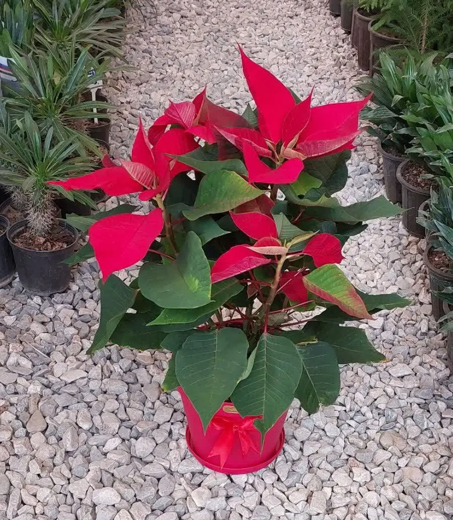 شارژ مجدد بنت قنسول 😍😍😍
