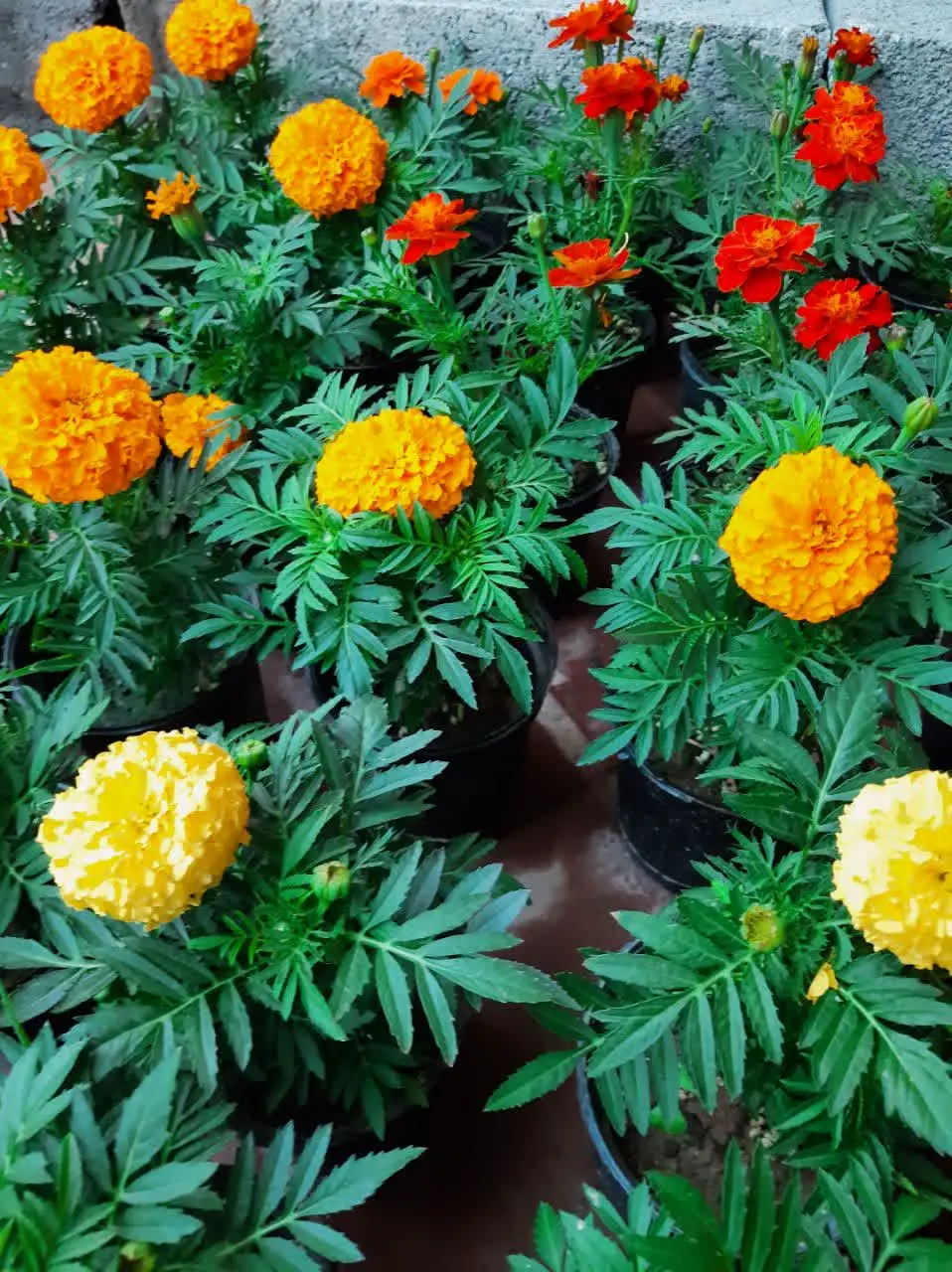 جعفری در ۳ رنگ زرد پرتغالی و قرمز
