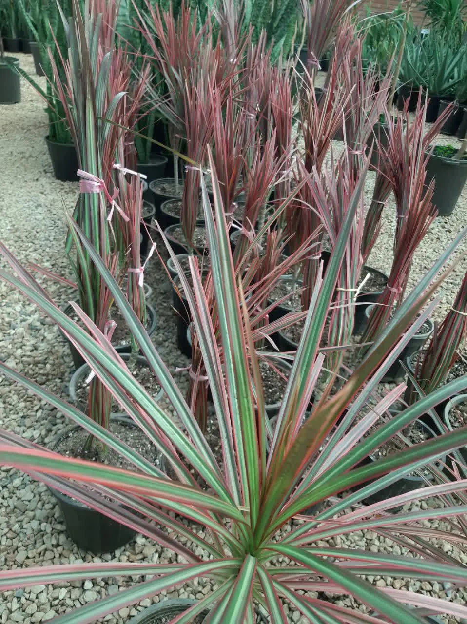 دراسنا صورتی یک گیاه زیبا و با کیفیت
