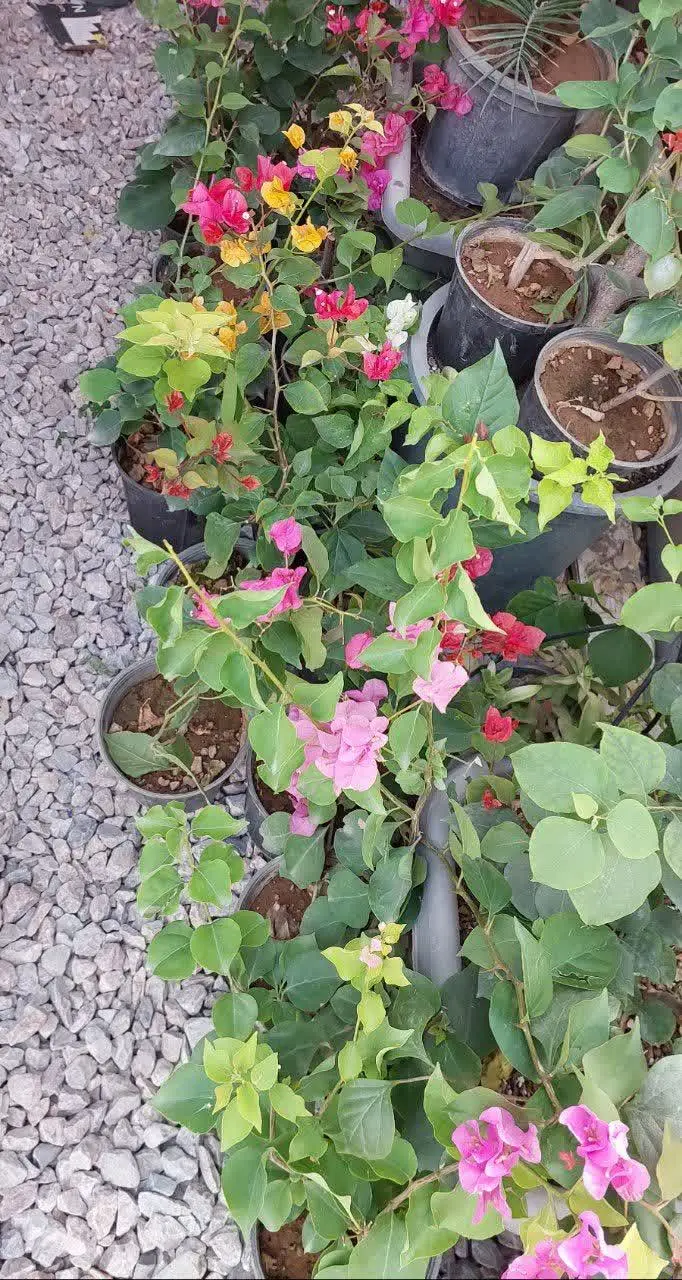 گل کاغذی هم آوردیم براتون😍😍😍
