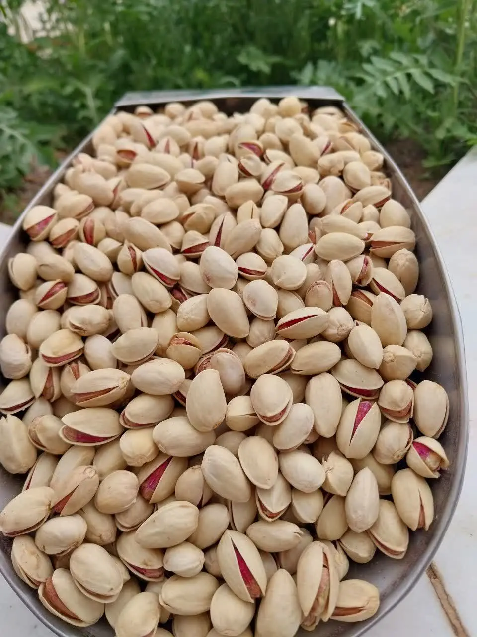 #پسته_احمد_اقایی خام 🍁
