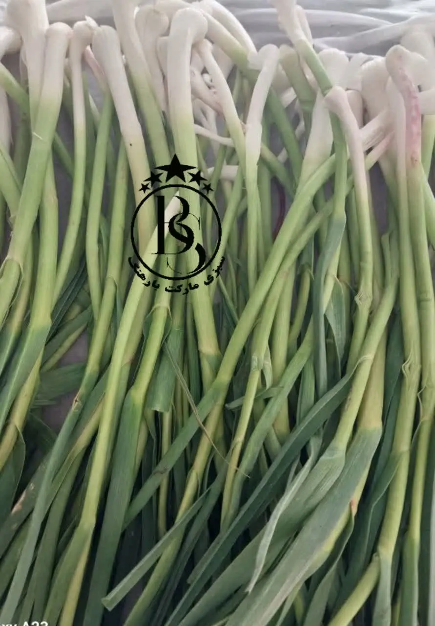 🧄• سیر تازه (سیر علفی) سبزی‌مارکت بارهنگ 
