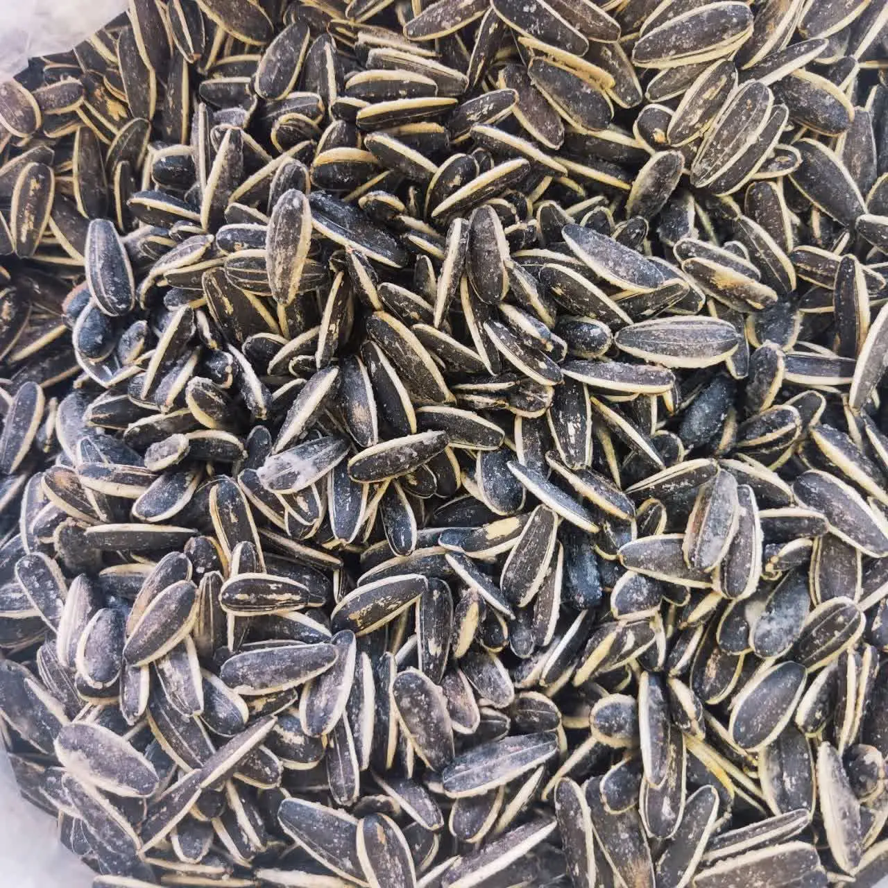 🌟 تخمه کانادایی اعلاء 🌟
