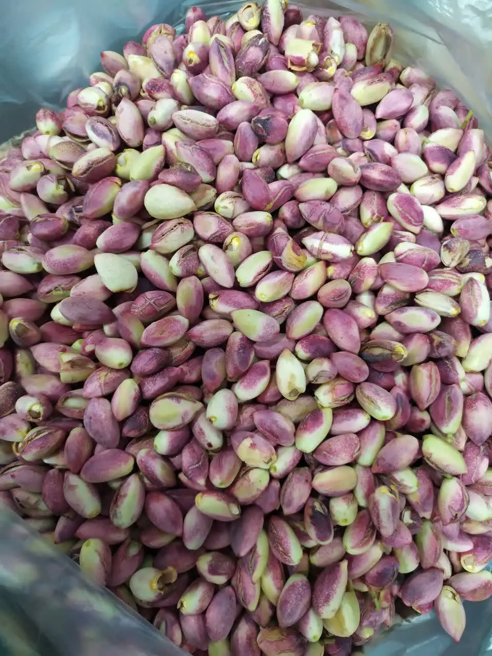 پسته گل تازه رسید 
