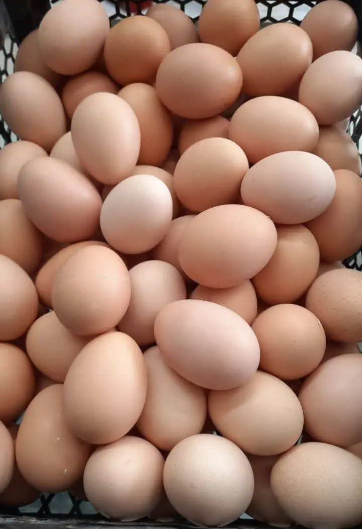 ✅تخم مرغ محلی به فروش میرسد.