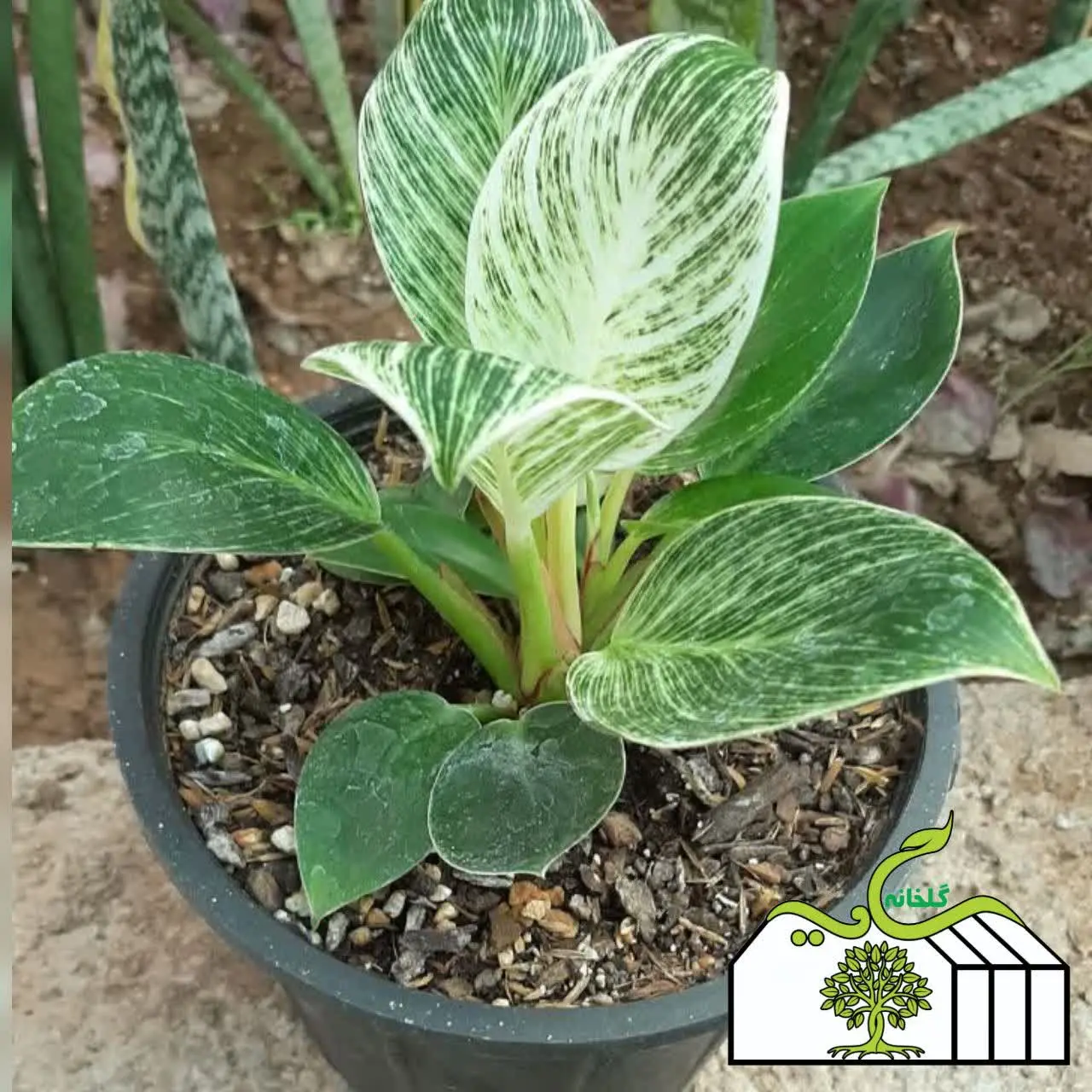 نام گل: فیلودندرون برکین
