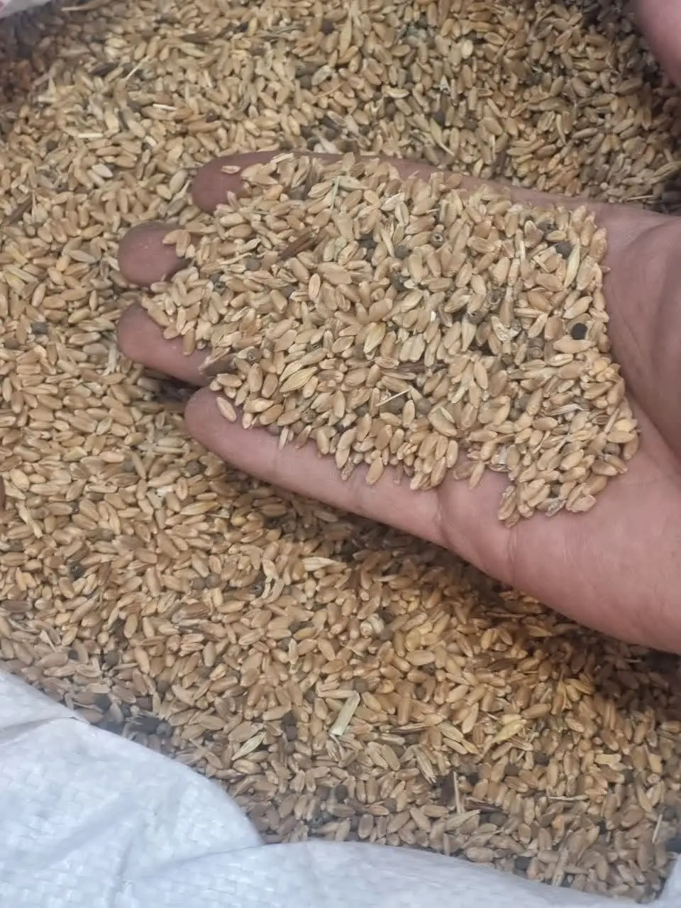 گندم بوجار نشده
