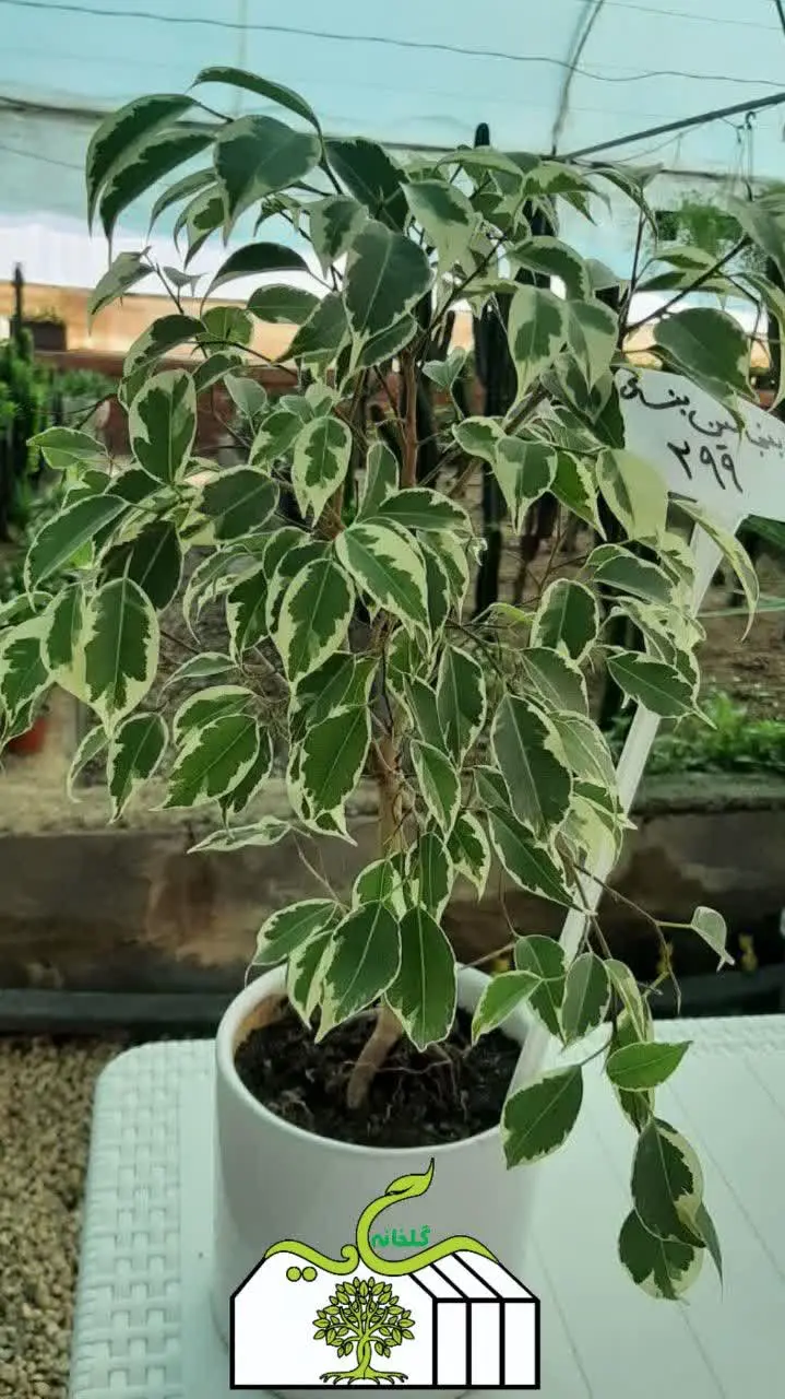 نام گل: بنسای بنجامین 
