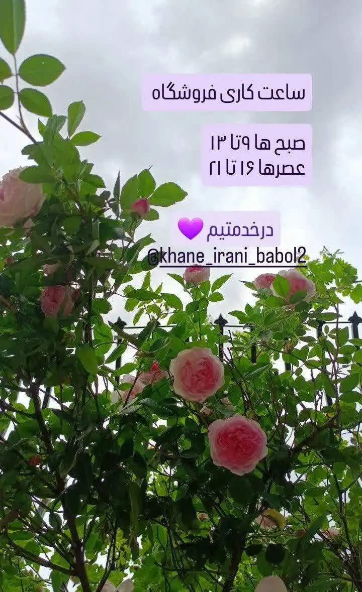 ✅دوستان عزیز 
