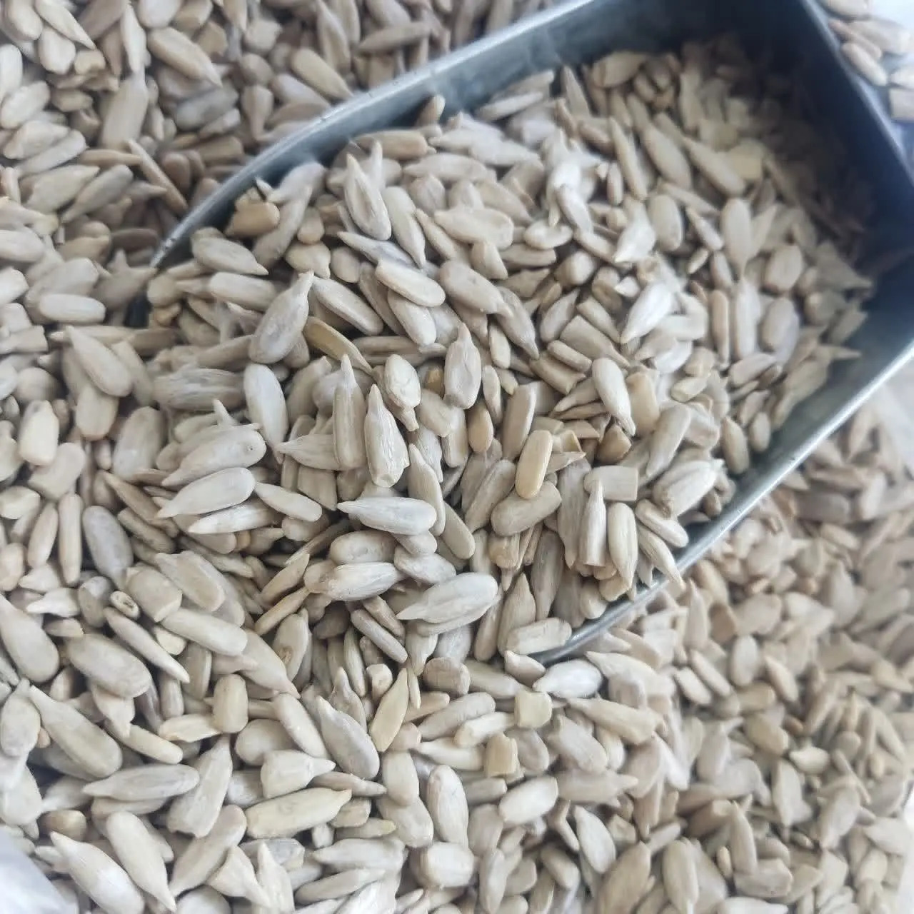 مغز تخمه آفتابگردان 🌻
