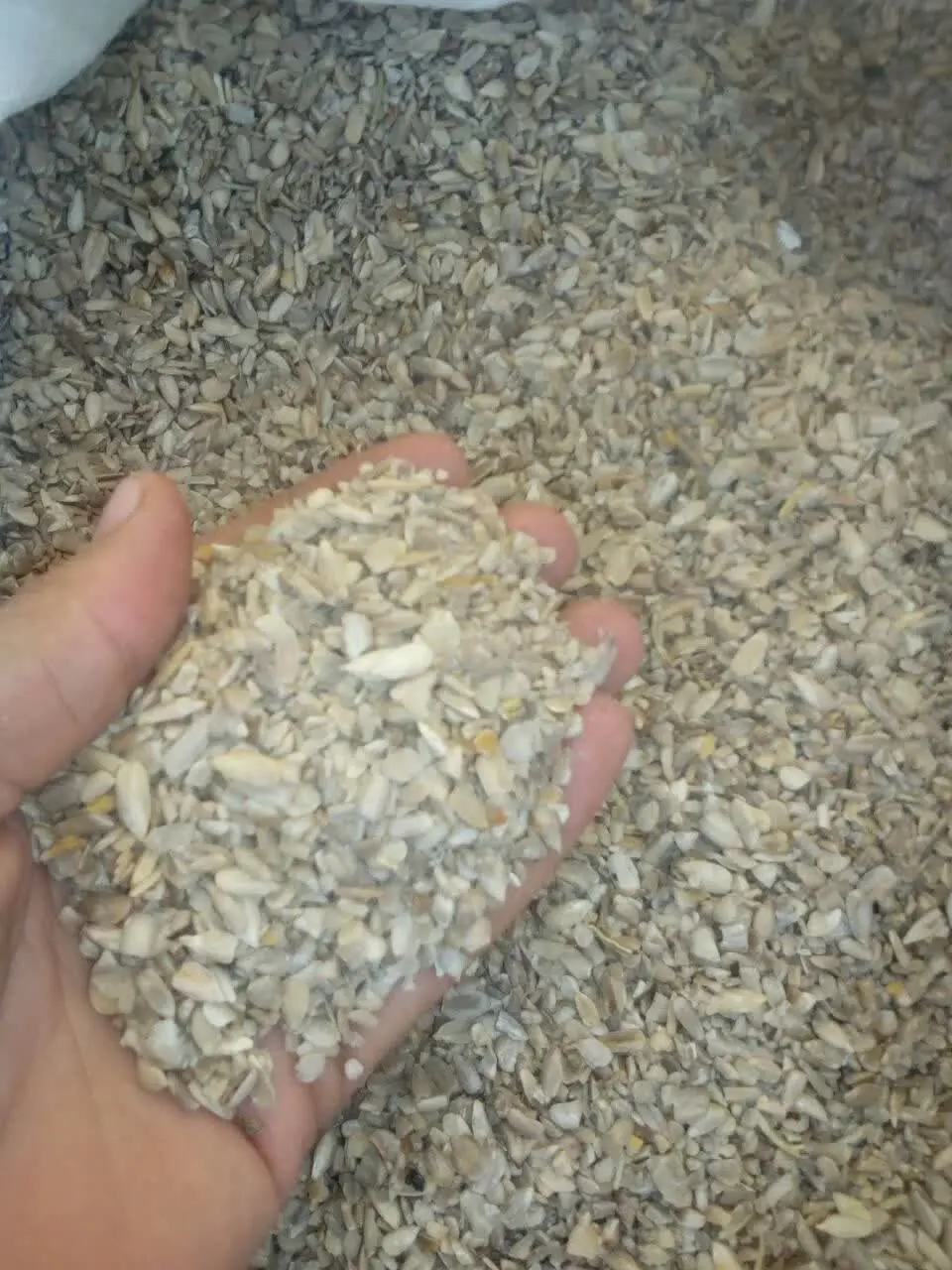 مغز تخمه ایرانی 
