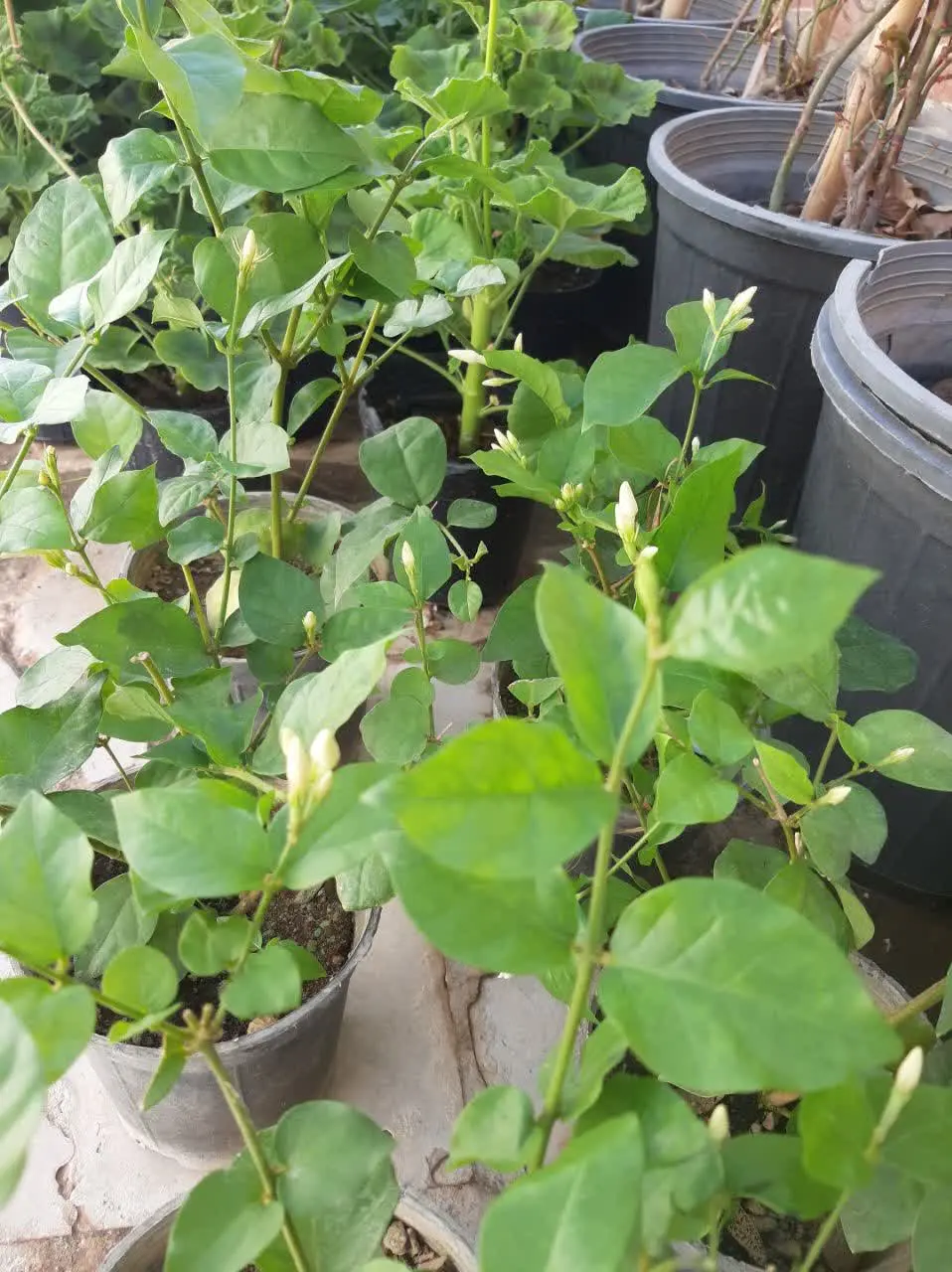 یاس رازقی در گلخانه سایه موجوده
