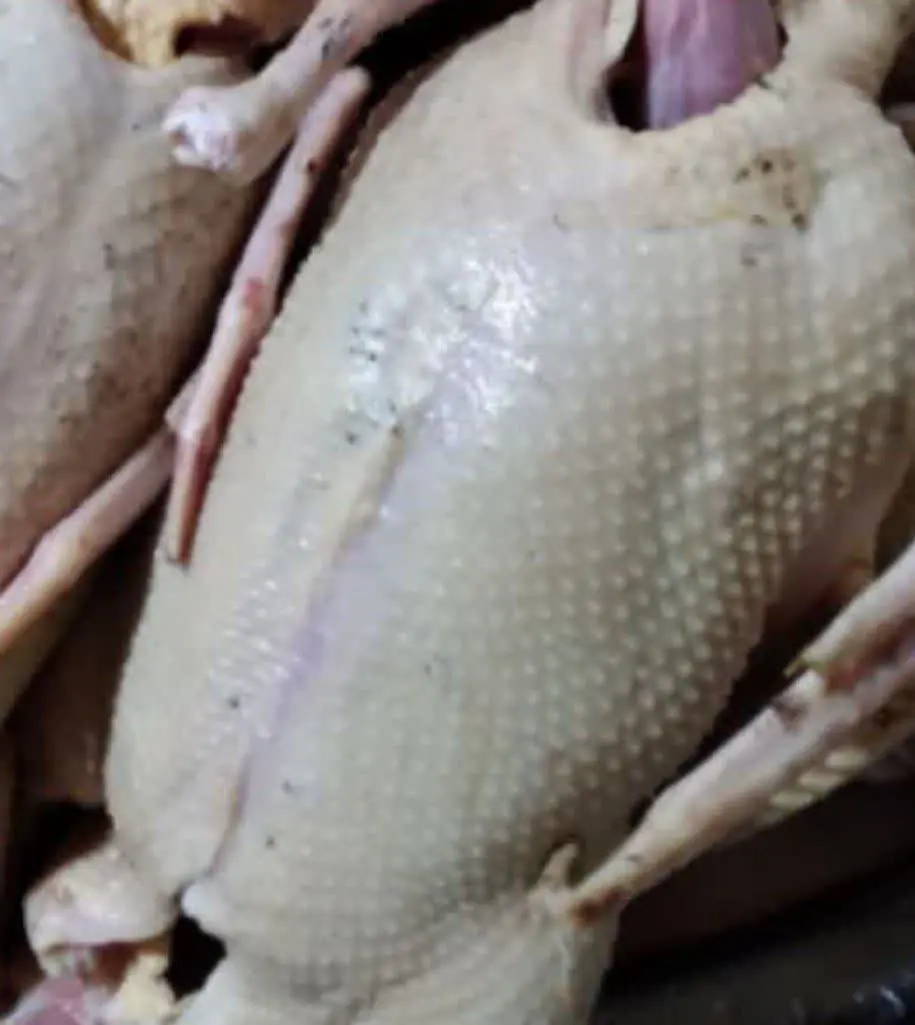 این اردک‌های روسی ماده هست‌. 
