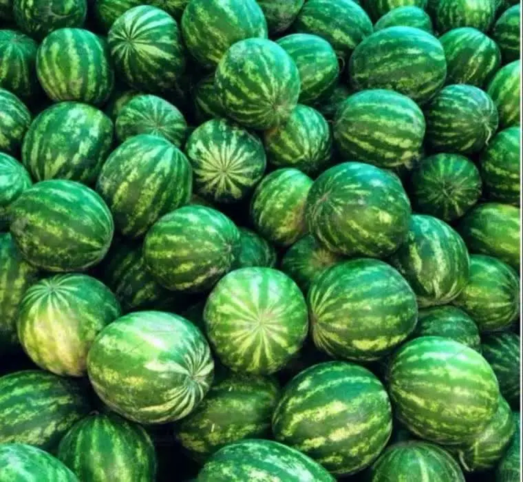 #هندوانه_خطی
