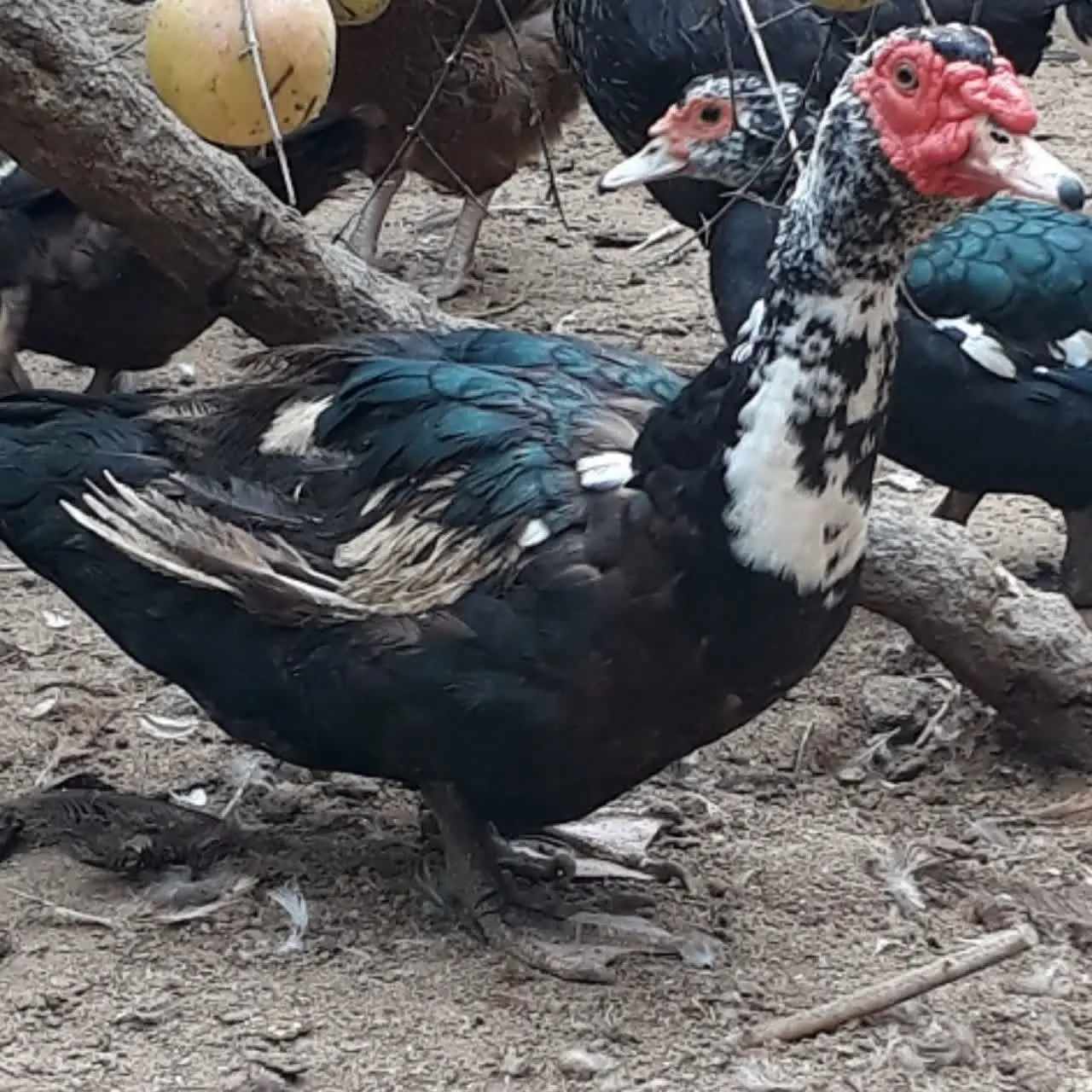 این سلطان که میبینید اردک خارجی نر هست. 
