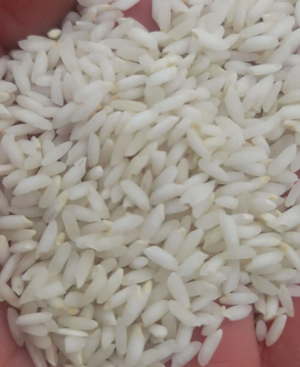 ✅جشنواره فروش ویژه برنج ایرانی
