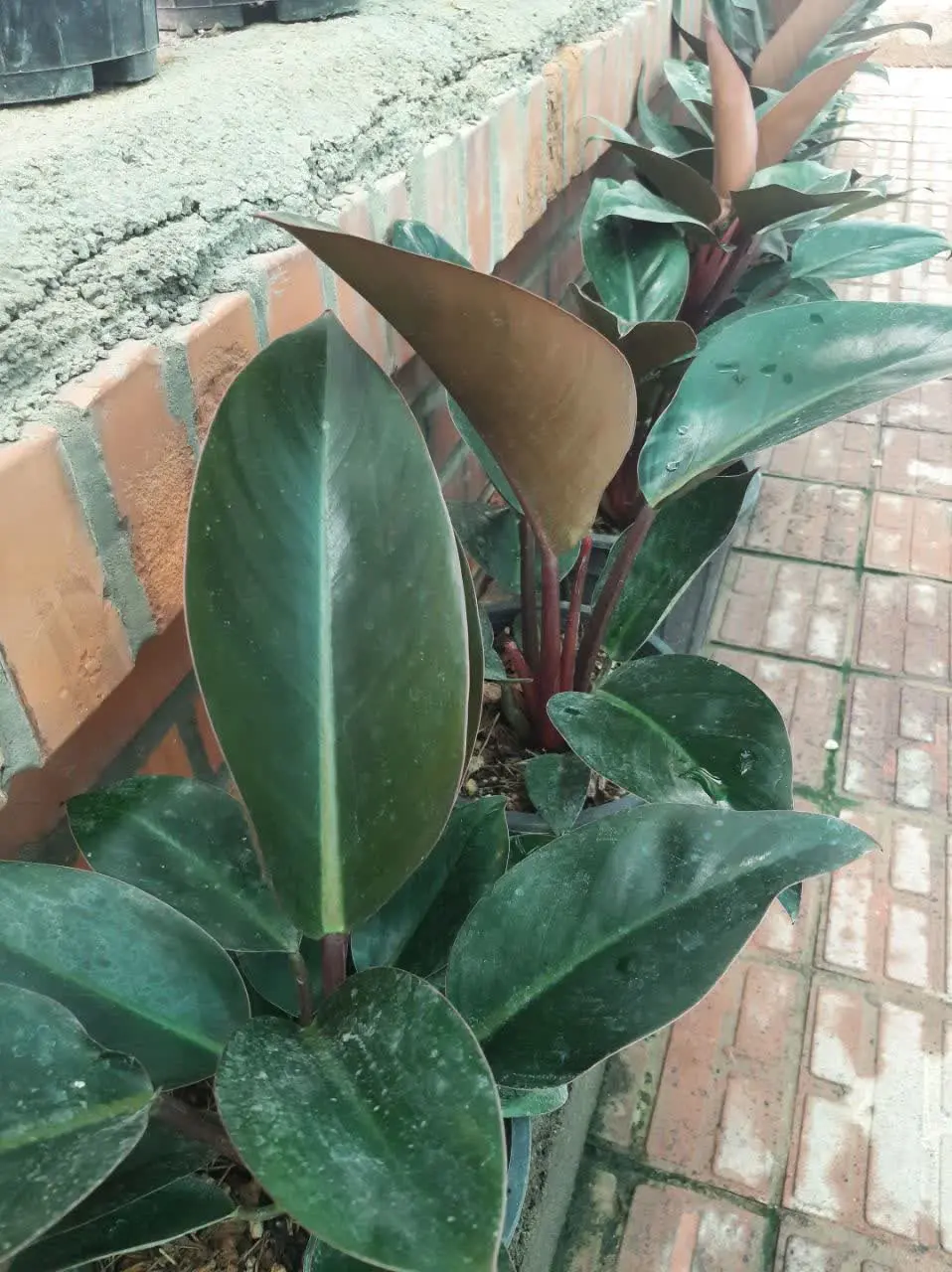 فیلندرون رد کنگو 
