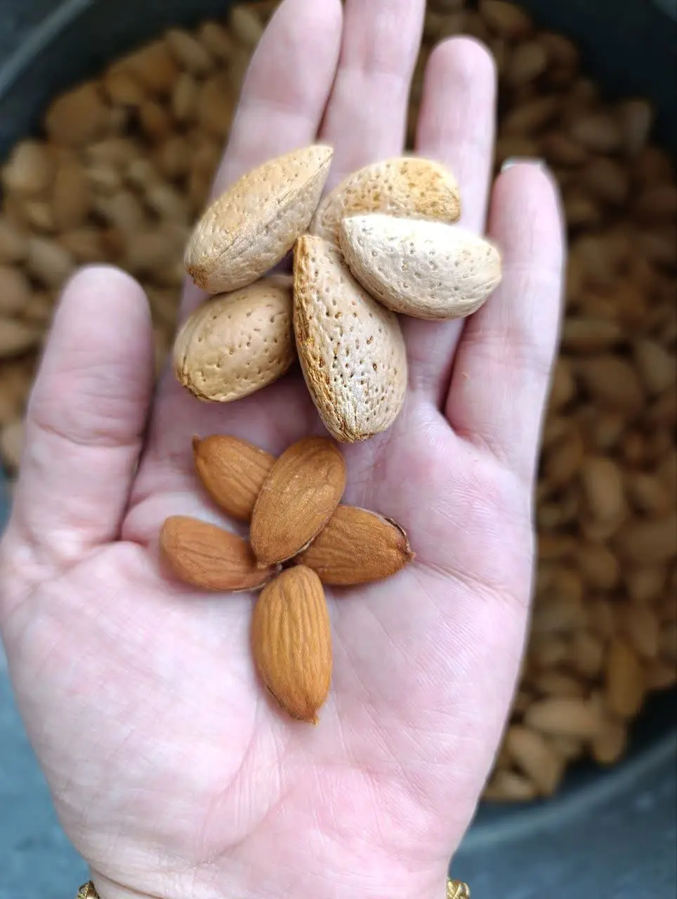 #بادام_درختی سنگی 🪨
