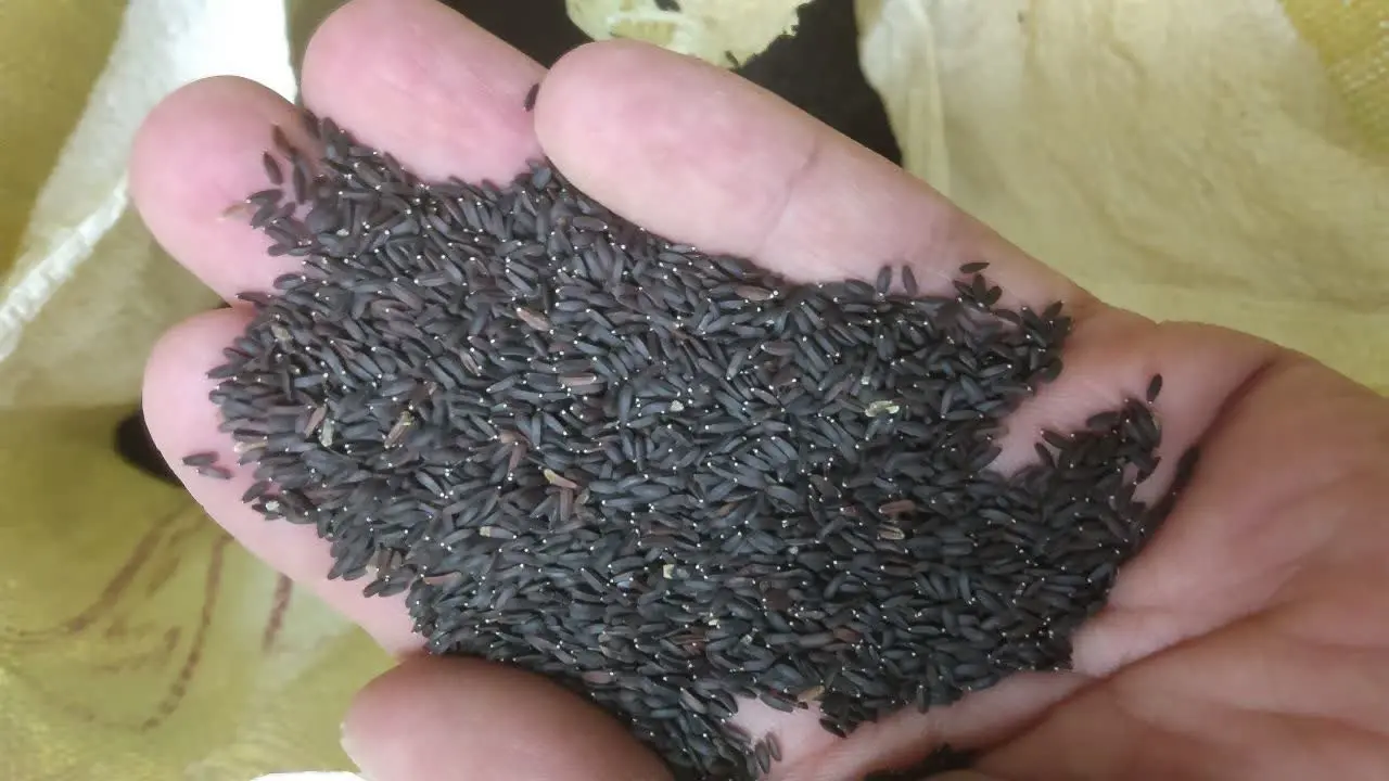 ✅ بالنگو (تخم شربتی درشت) 
