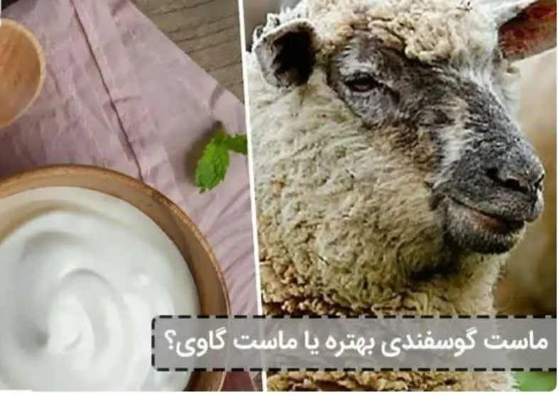 ماست گوسفندی محلی درجه یک 
