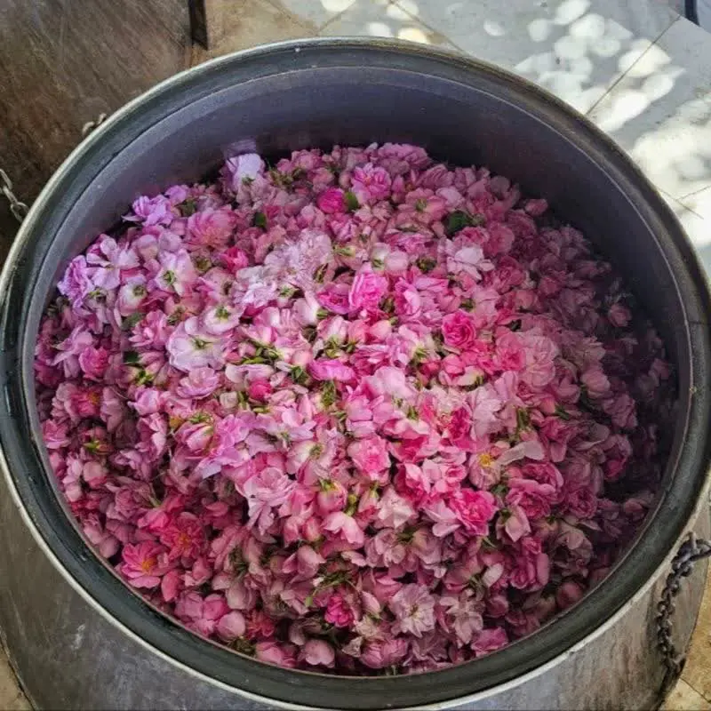 گلابسنگین از گل تازه رسید
