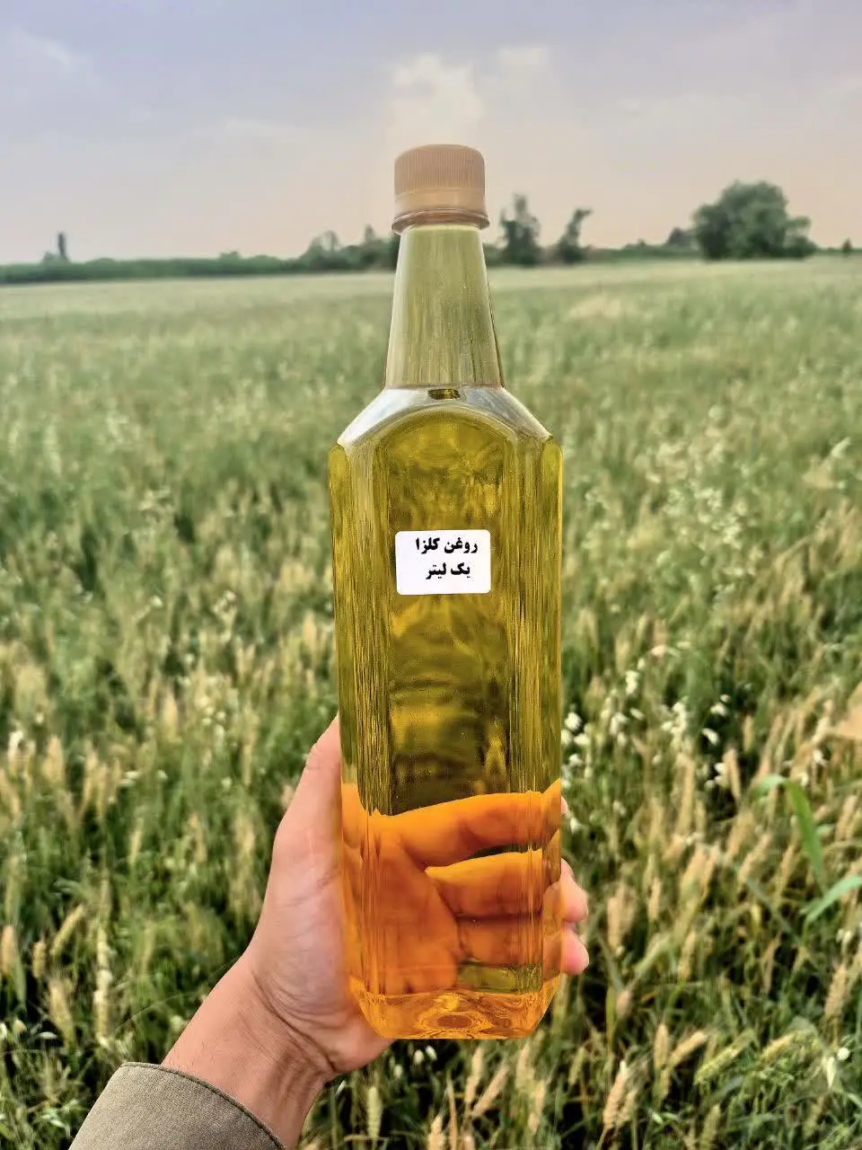 روغن کلزا: دوستدار قلب، همراه آشپزخانه! ❤️🍳 

