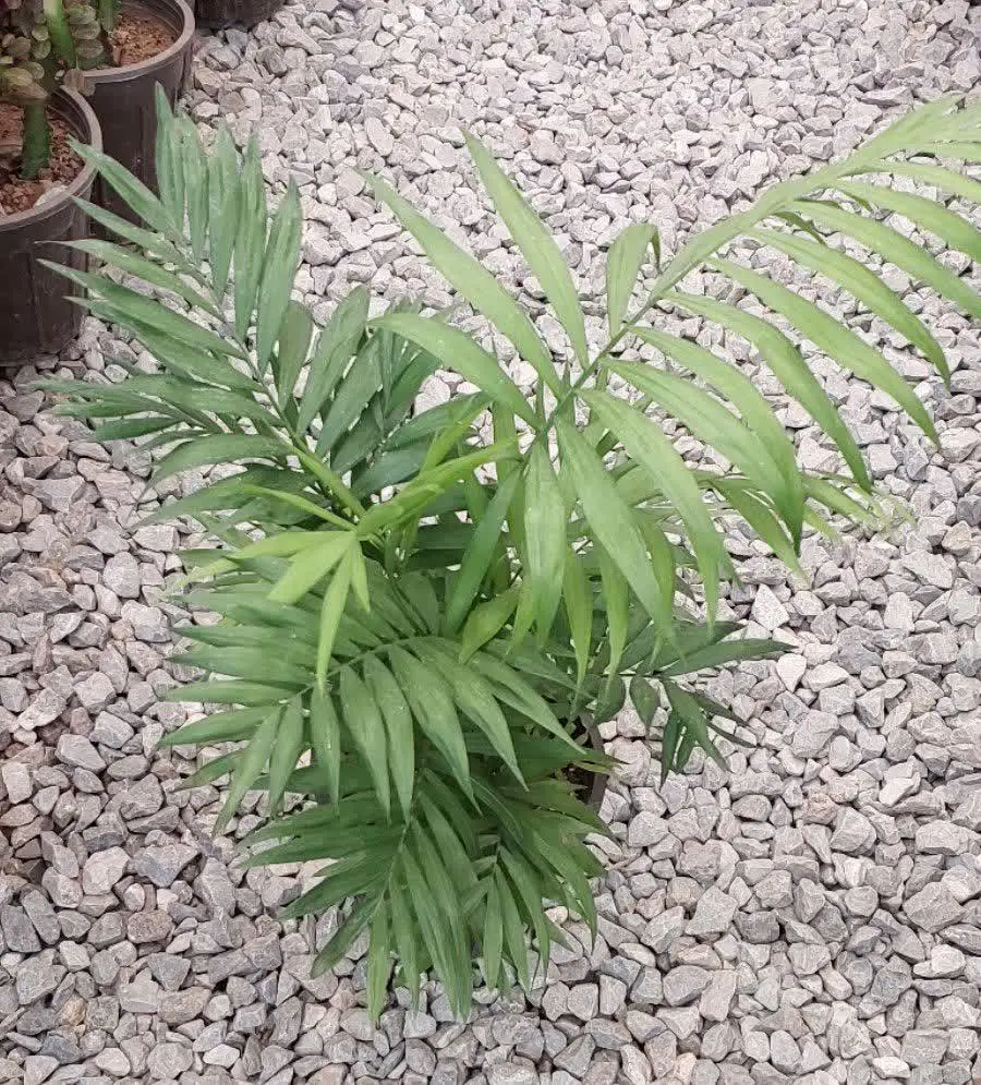 نخل شامادورا 😍😍😍
