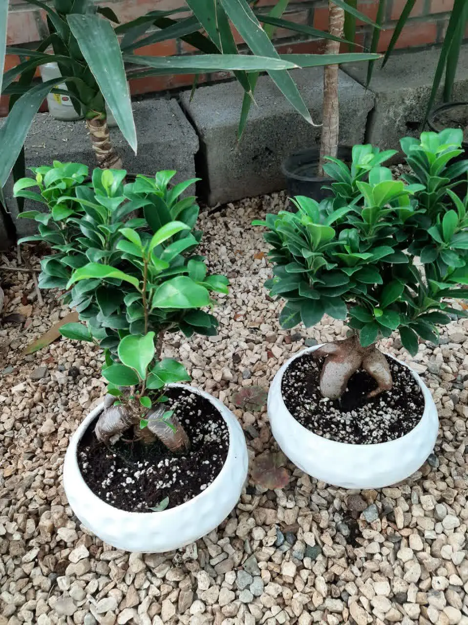 بنسای جنسینگ
