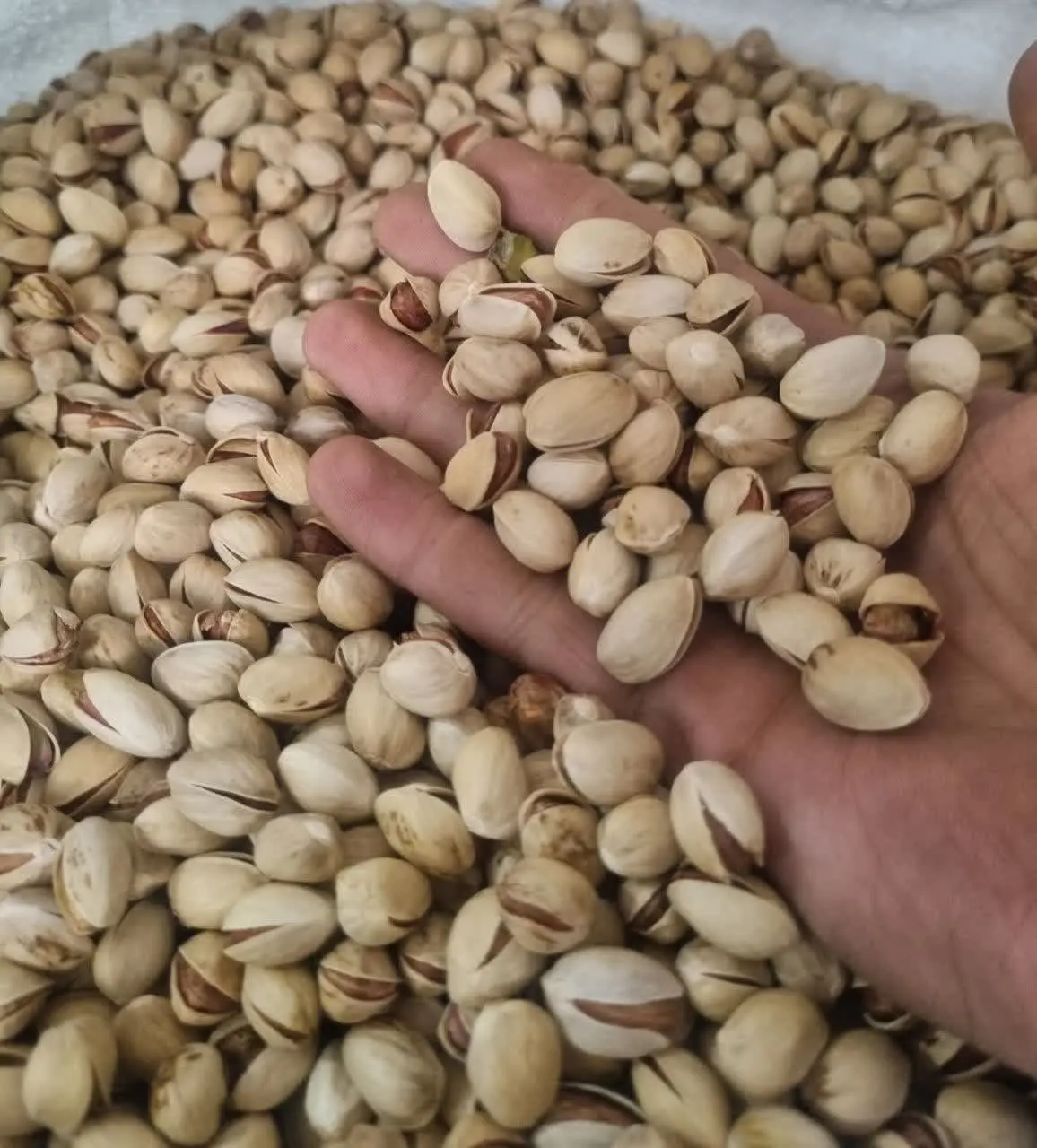 پسته فندقی خندان
